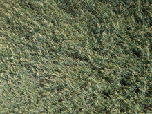 Top View On Background Texture Of Green Grass Reeds
