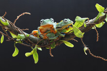 Two Flying Tree Frogs On A Branch, Indonesia