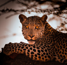 Leopard Eating Its Prey, Okonjima Nature Reserve, Namibia