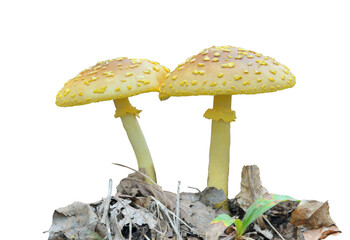 Sticker - Poisonous mushrooms fly-agaric (Amanita flavipes)