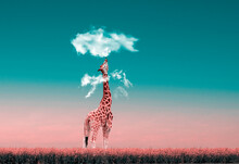   Giraffe Under A Cloud In A Field Of Flowers