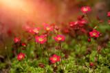 Fototapeta Maki - Skalnica, czerwone letnie kwiaty w ogrodzie