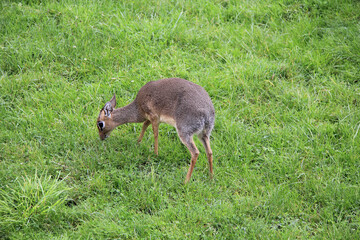 Poster - biche ou antilope