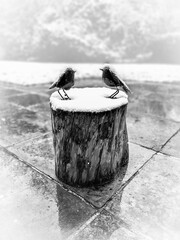 
two metal robins in black and white on a tree stump in the snow early april