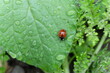 FU 2021-06-05 Pflanzen 76 Auf dem Blatt ist ein Marienkäfer zwischen Wassertropfen