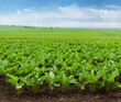 fresh sugar beet leaves at field in spring with blue sky