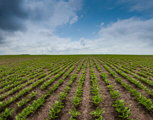 Wall Mural - panoramic view of sugar beet field, rows and lines of young leaves