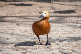 Fototapeta Do pokoju - brown duck on the beach