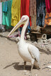 Pelican in Saint Louis city, Senegal, Africa. Senegalese pelican, nature, animal, bird. Pet in Saint Louis city, Senegal, Africa. Saint Louis street, landmark, cityscape. Portrait of pelican, bird