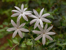 Closeup View Of White Flowers Of Jasminum Multipartitum Aka Starry Wild Jasmine Or African Jasmine Tropical Shrub In Outdoor Garden
