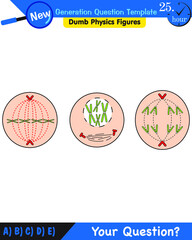 Biology, stages of mitosis and meiosis, next generation question template, dumb physics figures, exam question, eps