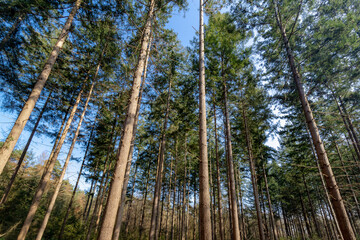 Selective focus of tree trunks in the forest with blue sky as backdrop, A pine is any conifer in the genus Pinus of the family Pinaceae, Nature pattern texture background..