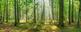 Fototapeta Na ścianę - Panorama of Bright Natural Beech Forest with sunbeams through morning fog