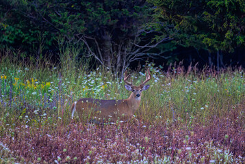 Poster - White-tailed deer buck walking through a field of wildflowers in Ottawa, Canada