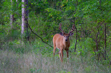 Wall Mural - White-tailed deer buck in the early morning light with velvet antlers walking through a meadow in the spring in Canada