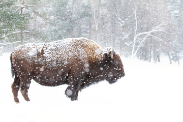 Wall Mural - American Bison, Buffalo standing in a snow covered meadow as it snows in Canada