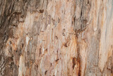 Fototapeta Desenie - Tree texture