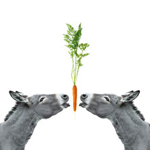 Two Donkeys Reach For A Carrot Isolated