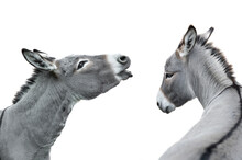 Two Donkey Portrait Isolated On White Background