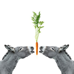 Wall Mural - two donkeys reach for a carrot isolated