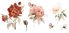Set Watercolor Pink, Red Flowers, Garden Roses, Peonies. Collection Leaves, Branches. Botanic Illustration Isolated On White Background.