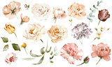 Fototapeta  - Set watercolor pink  flowers, garden roses, peonies. collection leaves, branches. Botanic illustration isolated on white background.