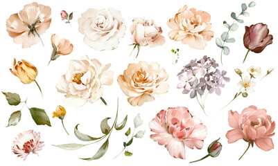 set watercolor pink flowers, garden roses, peonies. collection leaves, branches. botanic illustratio