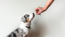 Puppy Learning To Obey. Dog Training. Owner Giving Prize To Dog. Isolated Background. Border Collie Blue Merle