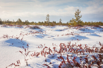 Wall Mural - Winter snowy landscape. Sunny day in field of last year's grass covered snow, surrounded young forest.