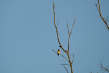 Eastern Bluebird On Tree Branches While Isolated On Blue Sky Background.