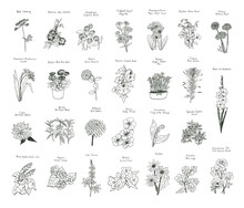 Garden Summer Flowers Illustrations Vector Set