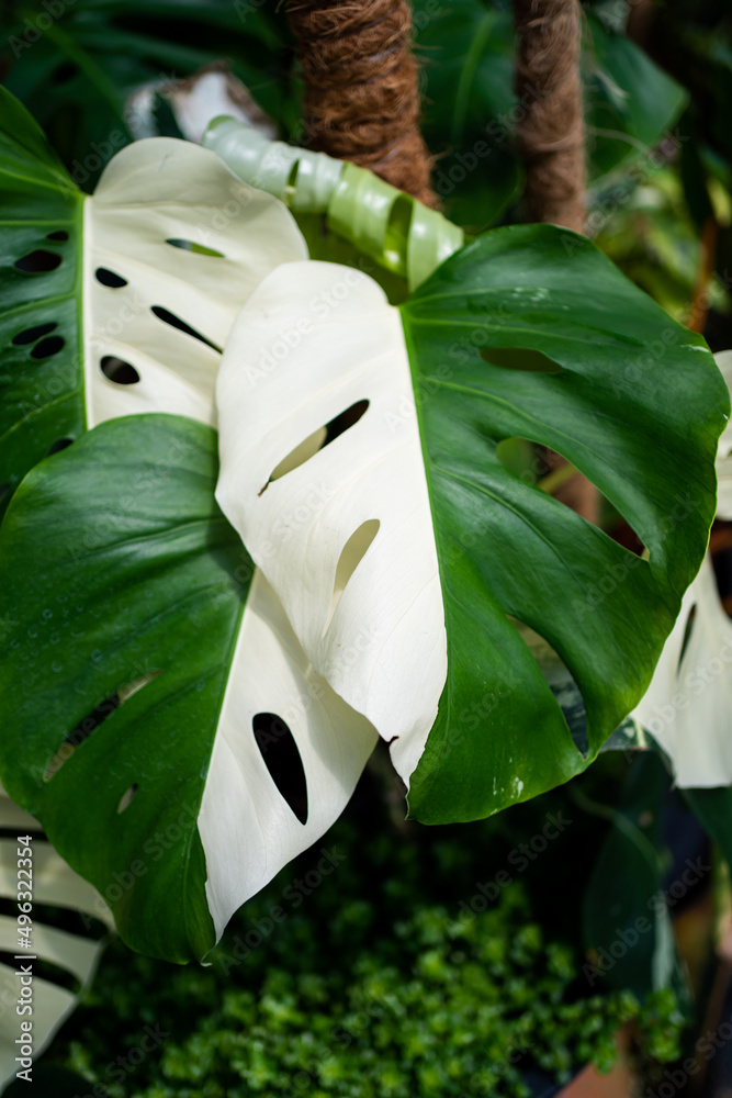 Stock-Foto Monstera Albo half moon variegated borsigiana plant in the  garden | Adobe Stock