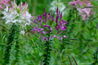 People Cleome spinosa wiht green blurred background. 