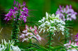 White Cleome spinosa wiht green blurred background. 