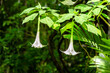 Brugmansia versicolor, “angel’s trumpets” on a green background.
