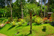 Tropic trees and flowers in Mae Fah Luang Flower Garden In Doi Tung Chiangrai Thailand.	
