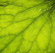 © Renat - Vegetative background. Close up leaf texture