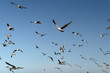 pelican seagull many birds in baja california beach mexico