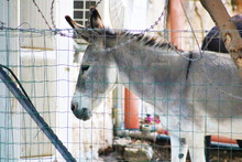 Donkey Behind Bars At The Trappist Monastery Of Latrun In Israel