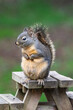 Douglas Squirrel, Whidbey Island, WA