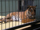 Fototapeta  - tygrys w klatce