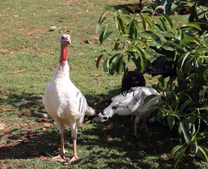 Homemade turkey (Meleagris gallopavo) on the grass