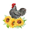 Black Rooster And Sunflower Flowers Watercolor Hand Illustration