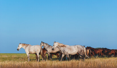 Wall Mural - Herd of horses running trot on the field. Mares with foals