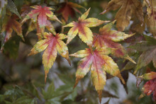 Japanese Maple Leaves On A Plant