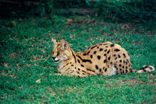 Side Profile Of A Serval Lying On The Grass (Felis Serval)