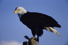 Close-up Of A Bald Eagle Perched On A Wooden Post, Alaska, USA