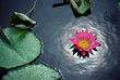 © SuperStock - Water lily in a pond