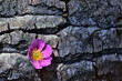 © SuperStock - Canada, Alberta, Close-up of pink wild rose on bark