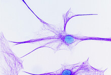 Close-up Of Brain Cells